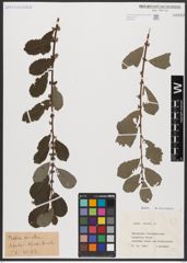 Foto von Salix aurita L.